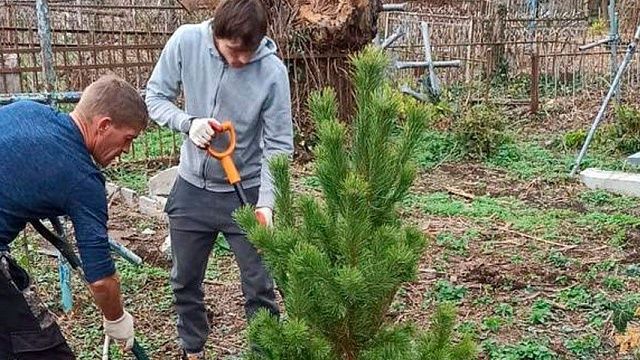 Активисты высадили более 300 сосновых деревьев на Всесвятском кладбище