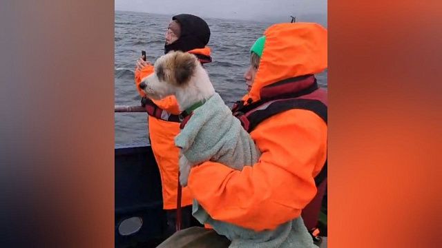 Российские ученые научили собаку Жужу искать китов в Баренцевом море