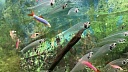 Заразную форму рака обнаружили у пресноводных рыб в США