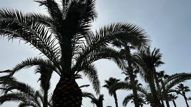 Необычная пальмовая аллея появилась на берегу озера в Абрау-Дюрсо