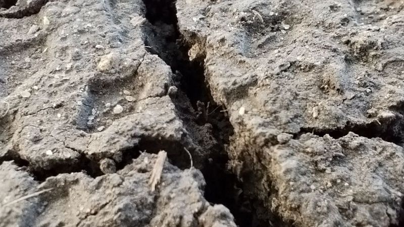 От засухи пострадали девять муниципалитетов Краснодарского края 
