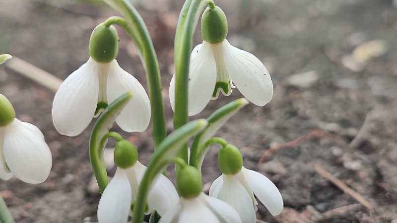 Инновации от студентов КубГУ, работы на кладбище, расцветшие подснежники. Новости 6 февраля
