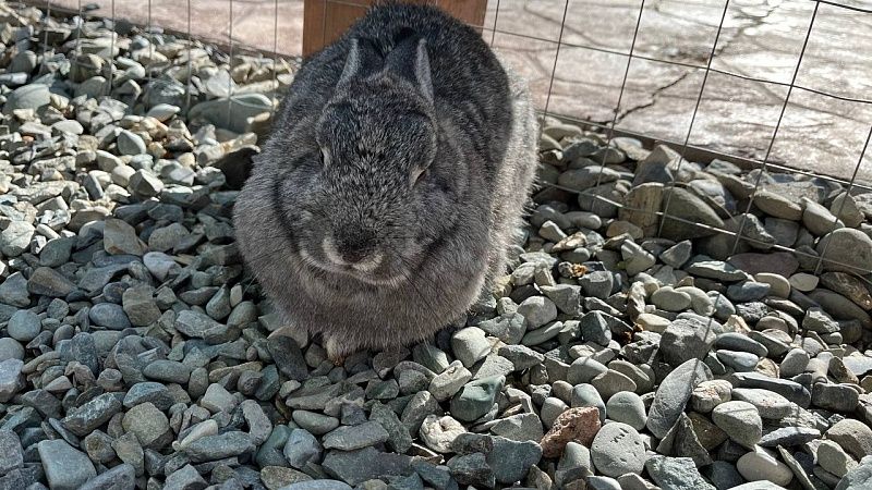 Кроликов со странными щупальцами на голове заметили в США