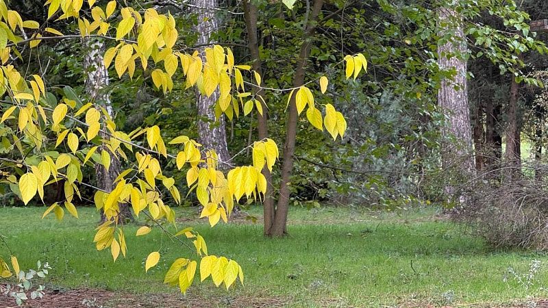 Мочу с фестиваля превратят в удобрение для тысяч деревьев в Уэльсе