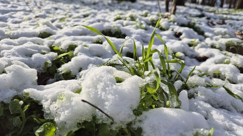 Синоптик Попова рассказала о грядущих морозах в Краснодарском крае 