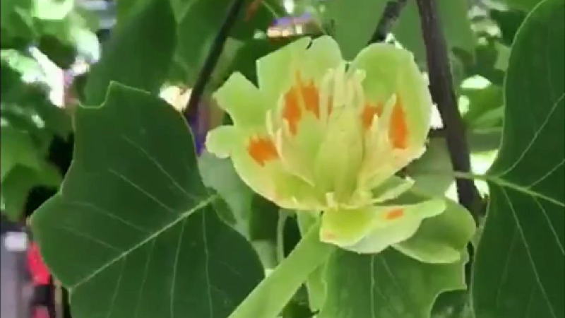 В Городском саду Краснодара впервые зацвело Тюльпанное дерево