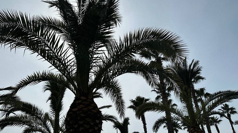 Робот «Саранча» будет бороться с сорняками в Сочи