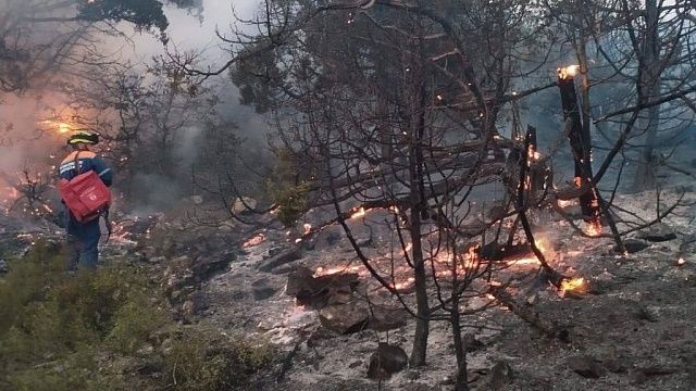 Ущерб от лесного пожара под Новороссийском оценят к лету 2025 года. Фото: t.me/kravchenko_glava_nvrsk