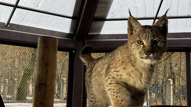 Двое рысят переехали из Подмосковья в заповедник Сочи