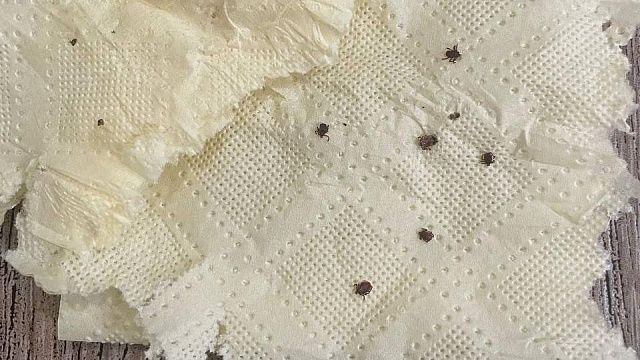 Жителей Кубани предупредили о приближающемся пробуждении клещей