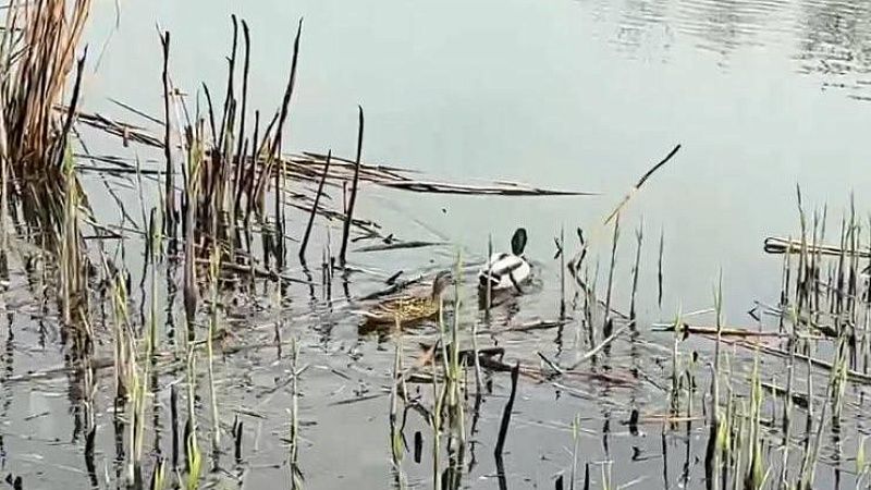 Сезон охоты на водоплавающую дичь откроется 27 сентября на Кубани