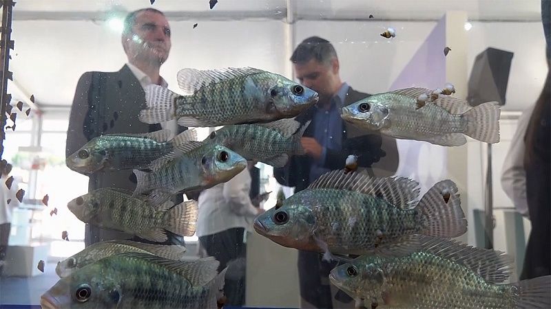 Международный форум «Биопром», новые дорожные знаки. Новости 6 октября. 