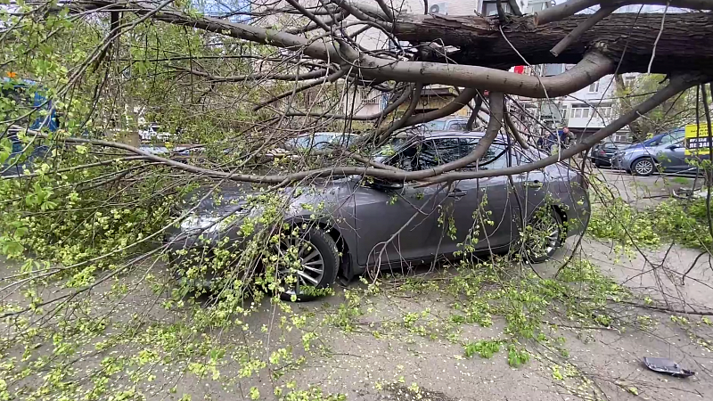 Дерево упало на иномарку в центре Краснодара