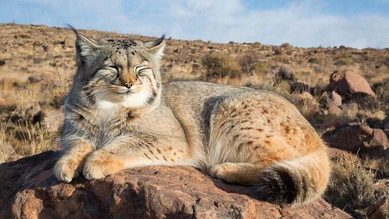 Опубликованы кадры греющегося пузом кверху манула в Московском зоопарке
