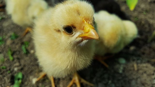 Кубань остается лидером ЮФО по численности поголовья птицы