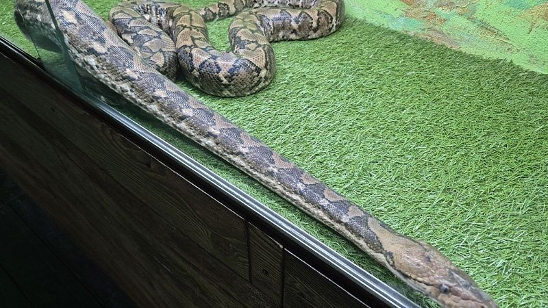 О возможном появлении питонов после наводнения предупредили туристов на Бали