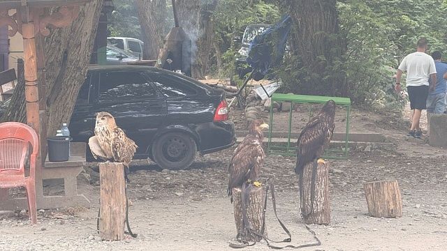 Фото: пресс-служба Сочинского национального парка