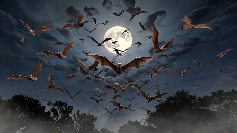 Летучую мышь поймали на 45 этаже и передали в Московский зоопарк