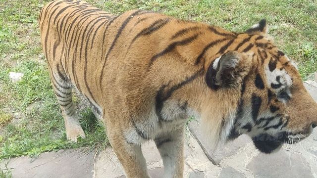 Фото: телеканал «Краснодар»