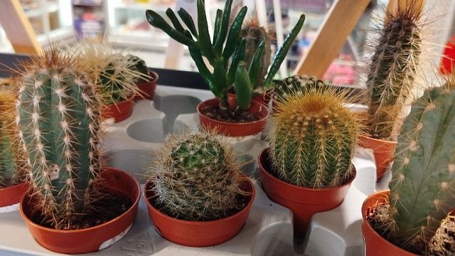 За горшки на балконе будут нещадно штрафовать жителей России