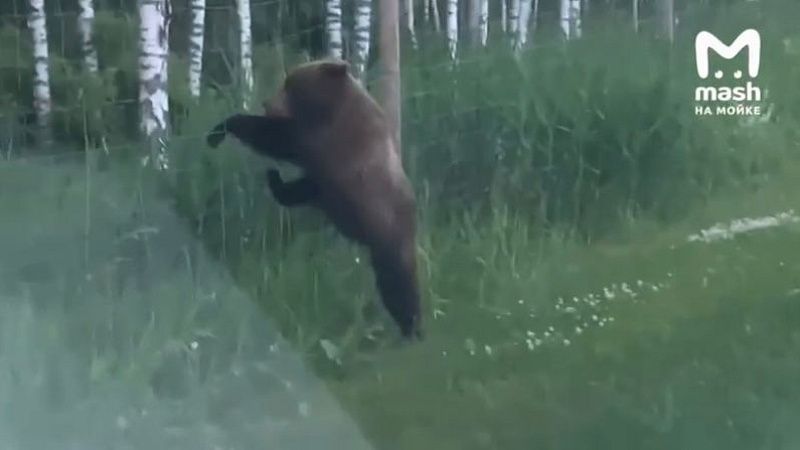Испуганному медведю помогли гаишники на трассе в Ленобласти
