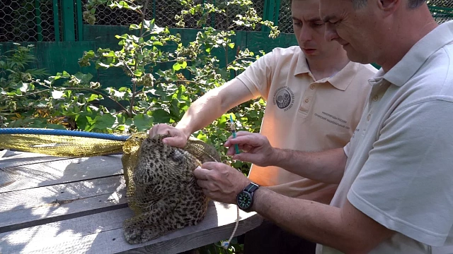 В Сочинском нацпарке вакцинировали детеныша переднеазиатских леопардов