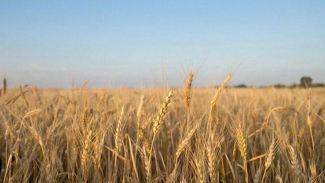 Фото: телеканал «Краснодар»