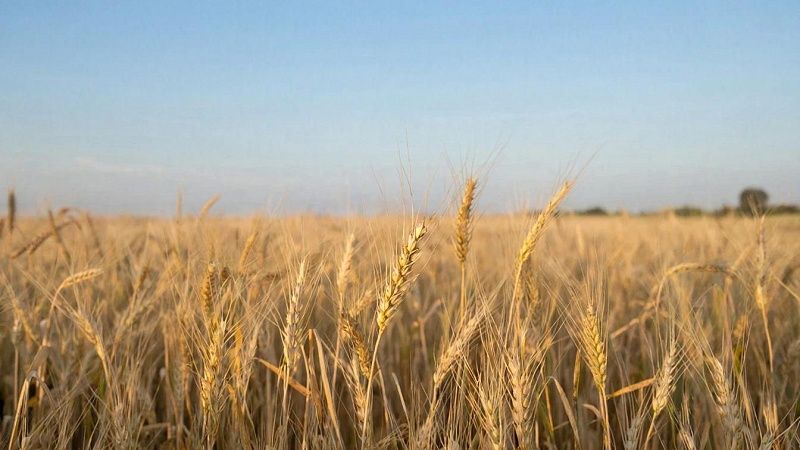С начала года почти 7 млн тонн зерна экспортировали на Кубани