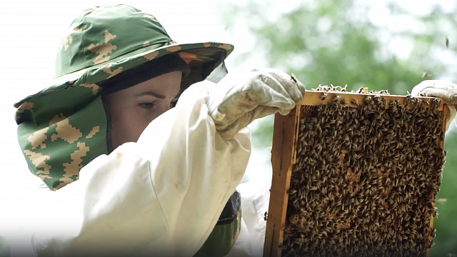 О том, как завести пчел, рассказали  Евгений и Анастасия Илатовские. Фото: телеканал «Краснодар»