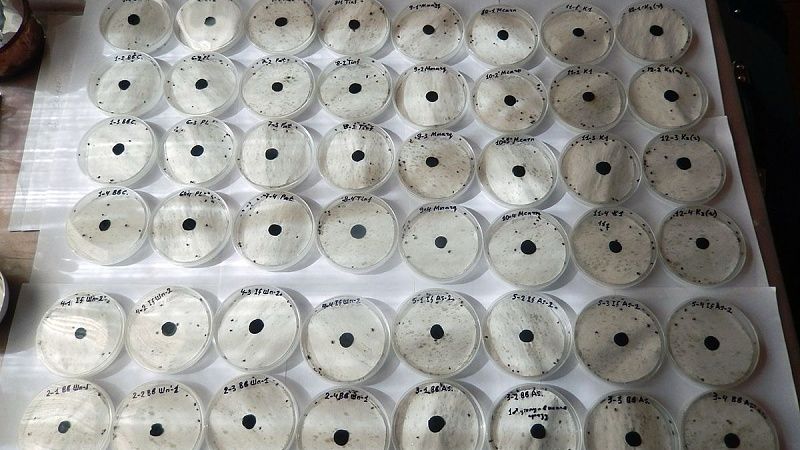 Карельские учёные нашли способ уничтожения таёжных клещей