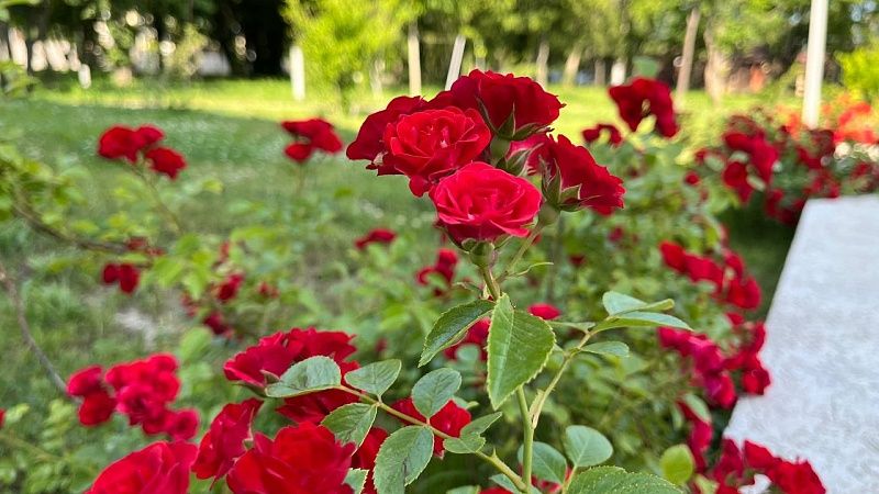 К празднованию Дня города 130 тысяч цветов украсят Грозный