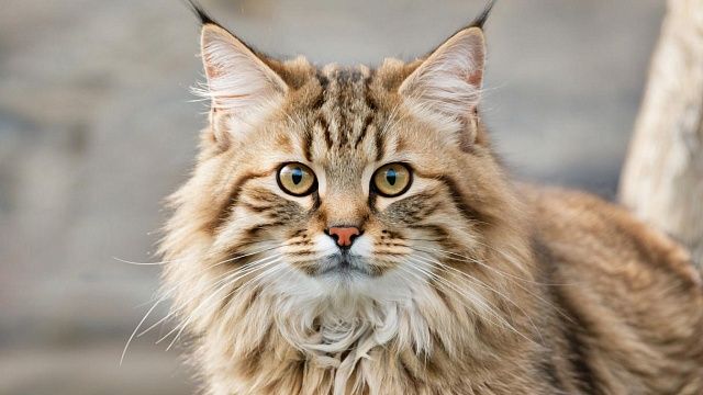 Изображение создано при помощи ИИ