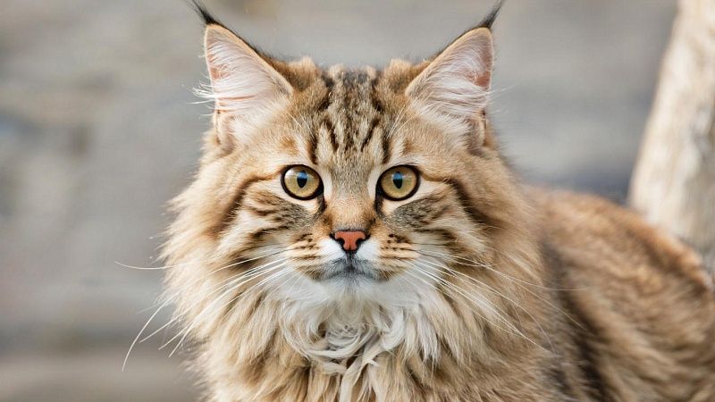 Активно начал жиреть к зиме звезда Московского зоопарка манул Тимофей