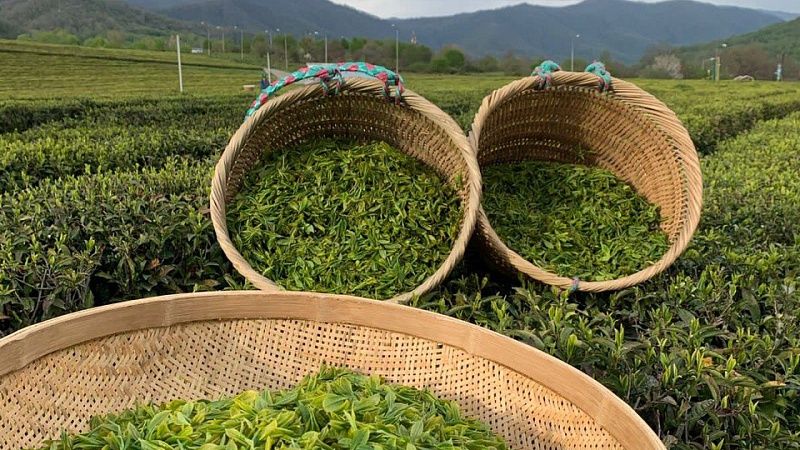 Турпоток на чайные плантации вырос на 30% с начала года в Сочи