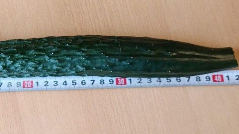 Огурцом размером с ребенка удивила общественность дачница из Новосибирска