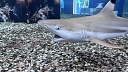 Пойманная акула вцепилась в ногу рыбака у берегов Ирландии