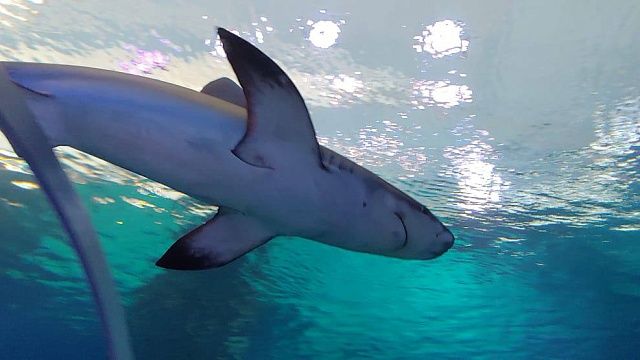 Исчезнувшую после заплыва триатлонистку Фокс растерзали акулы в США