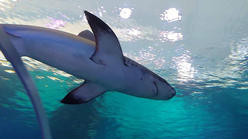 Исчезнувшую после заплыва триатлонистку Фокс растерзали акулы в США