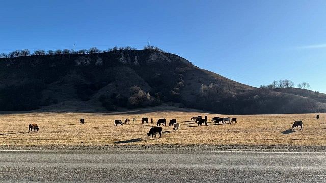 Бразильский футболист погиб после столкновения мотоцикла с коровой