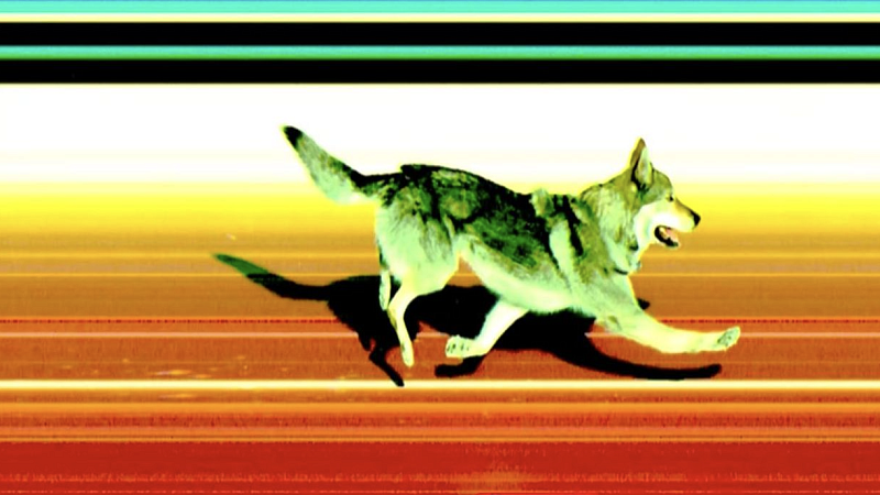 Выбежавшая на трассу собака сорвала квалификацию лыжного спринта на Олимпиаде-2026