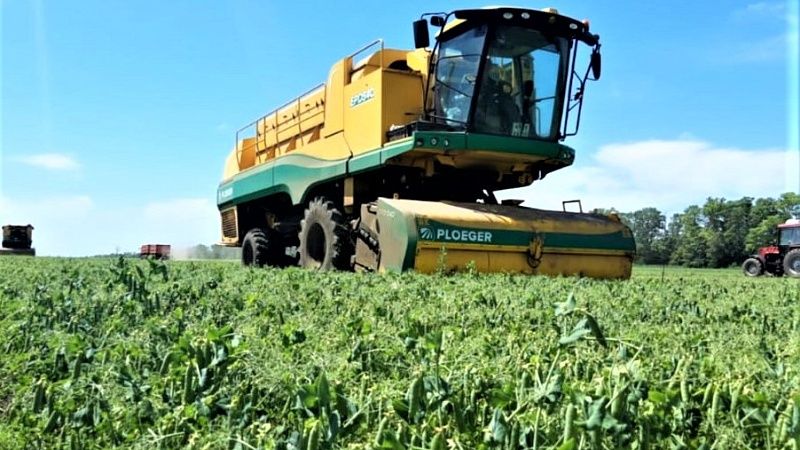 Рекордный урожай зеленого горошка будет собран в 2025 году на Кубани