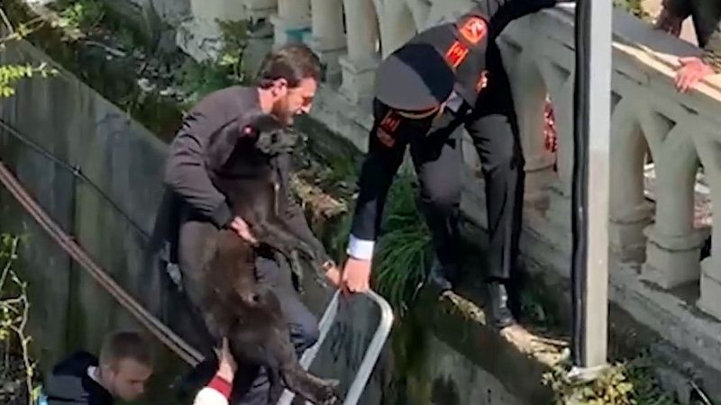 Чудесное спасение собаки сняли на видео в Сочи