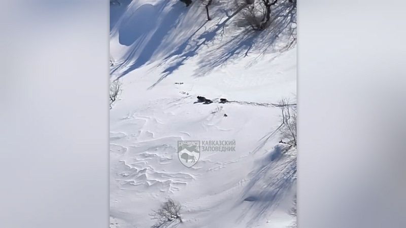 Медведица с медвежатами вышли из берлоги в Кавказском заповеднике