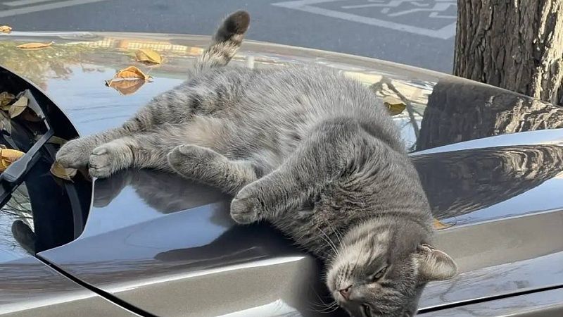 Хозяйке погибшего в ветклинике кота выплатят 30 тысяч рублей в Новосибирске