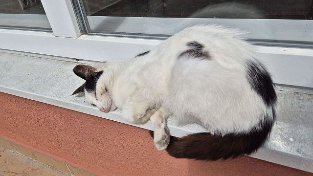 Фото: телеканал «Краснодар»