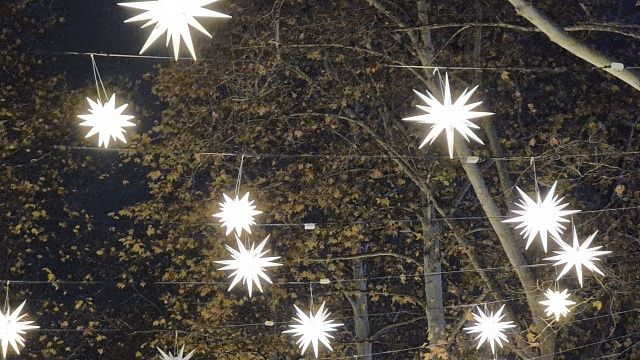 Причину массовой гибели птиц в центре города назвали в мэрии Краснодара