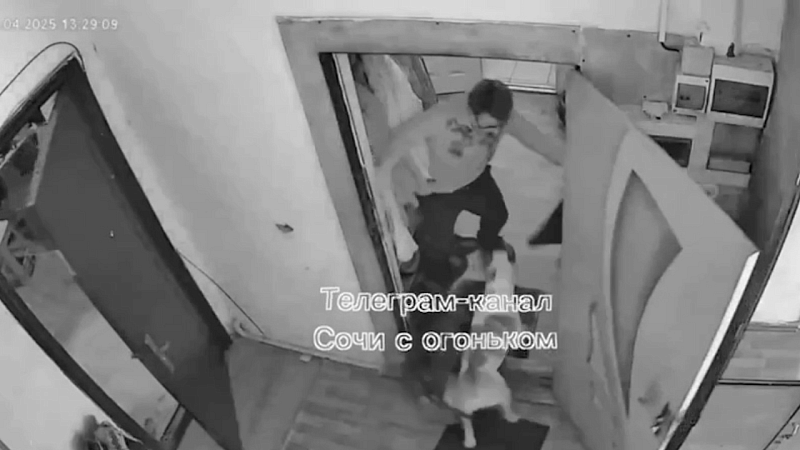 Бастрыкин заинтересовался нападением стаффордов на пенсионерку в Сочи