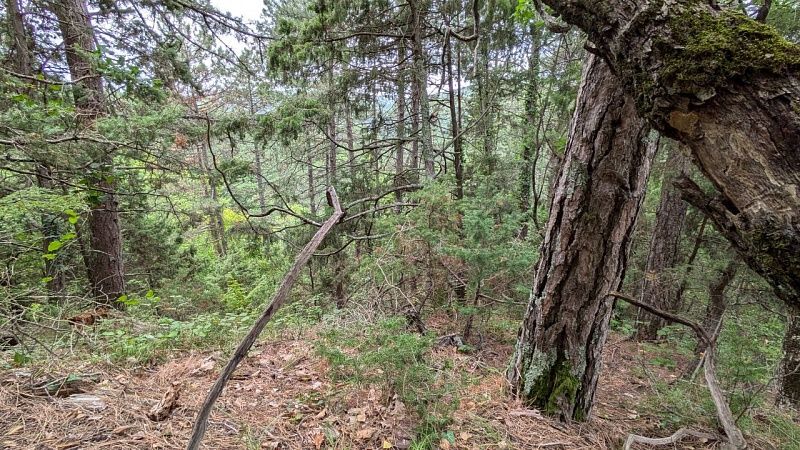 Незаконную вырубку леса пресекли на Урале