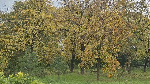 Считавшийся вымершим хищник попал в фотоловушку в Калифорнии