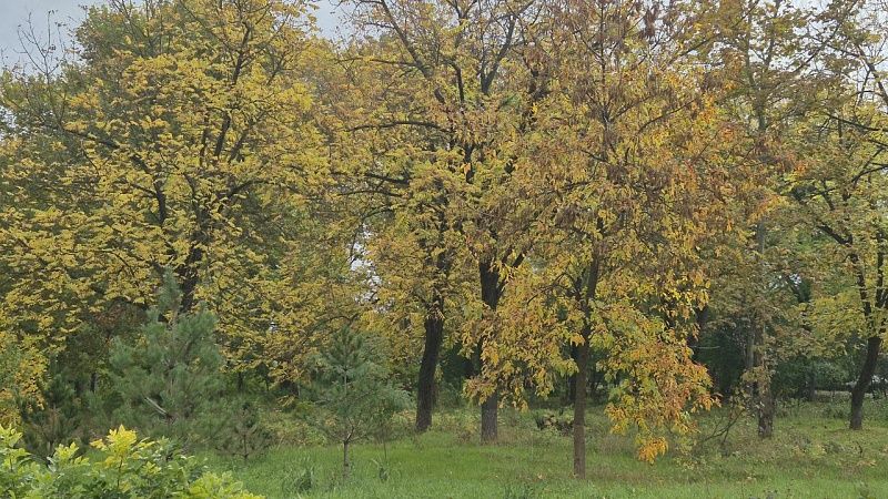 Считавшийся вымершим хищник попал в фотоловушку в Калифорнии